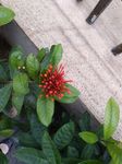 龙传花