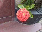 龙传花
