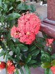 龙传花