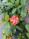 龙传花