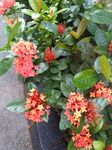 龙传花