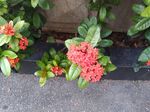 龙传花