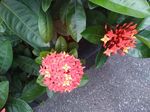 龙传花