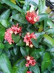 龙传花