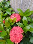 龙传花