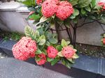 龙传花