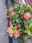 龙传花