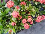 龙传花