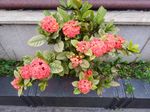 龙传花