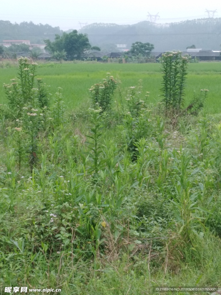 田园风光