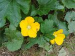 小黄花
