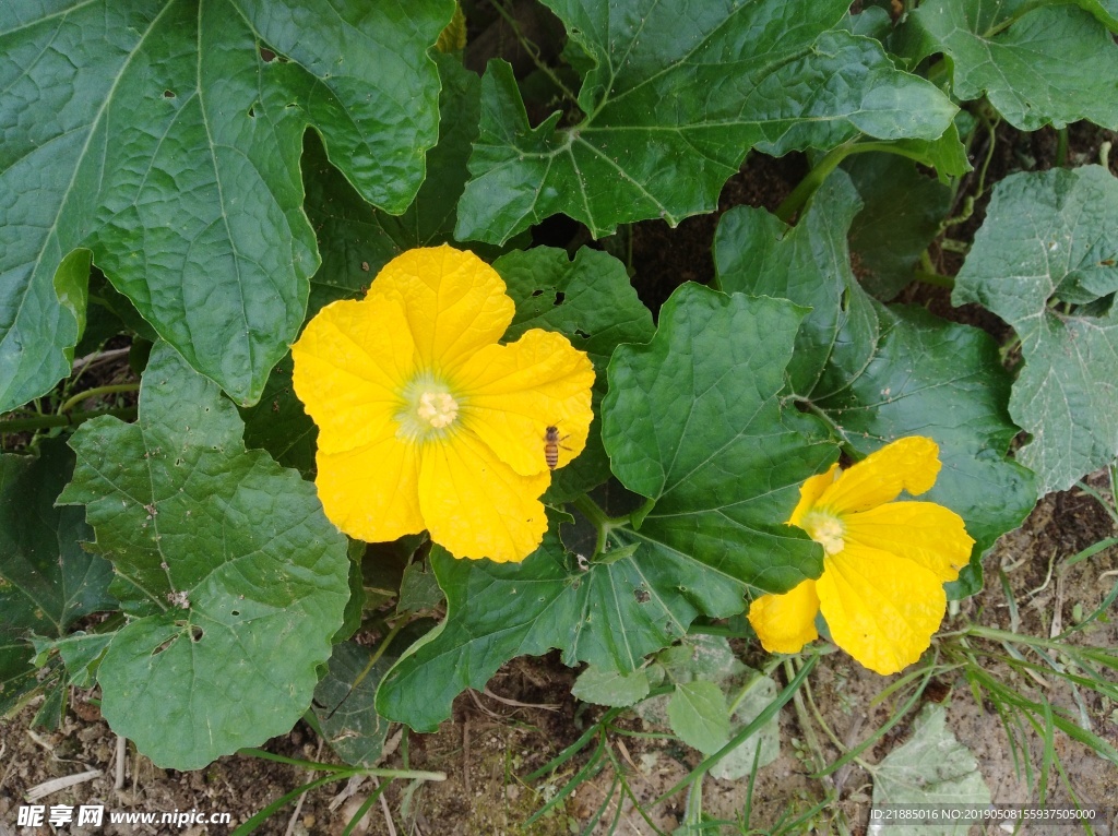 小黄花