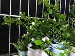 茉莉花