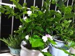 茉莉花