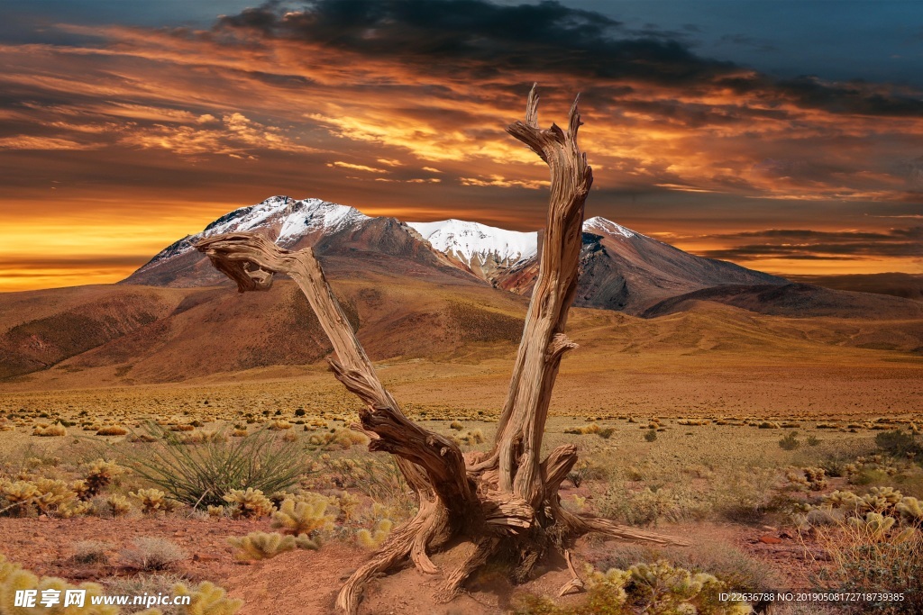 大自然沙漠图片枯树图片创意图片