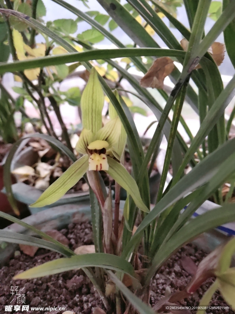 兰花