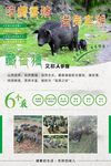 藏香猪海报
