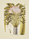 红花 绿叶植物 装饰画