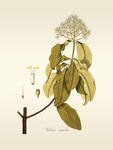 植物素材 装饰画