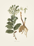 静叶素材 植物 装饰画
