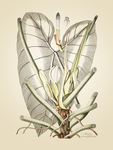 大叶植物 装饰画