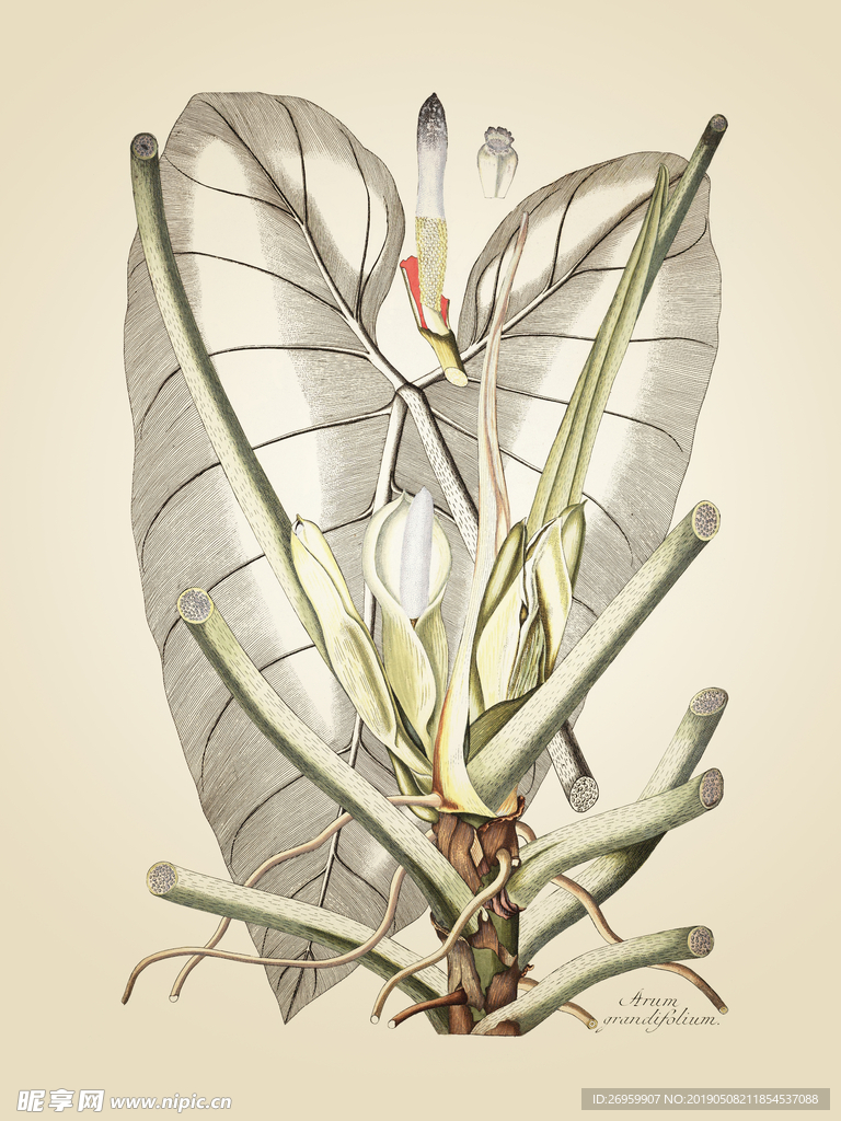 大叶植物 装饰画