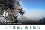 冰花海报