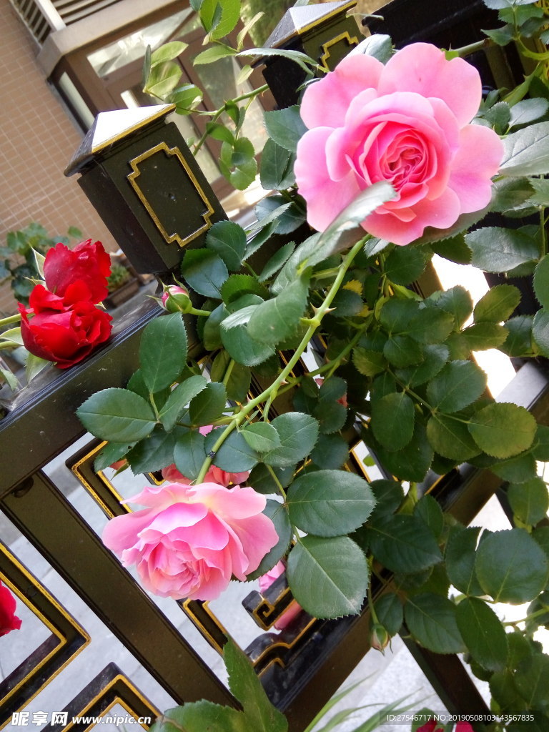 玫瑰