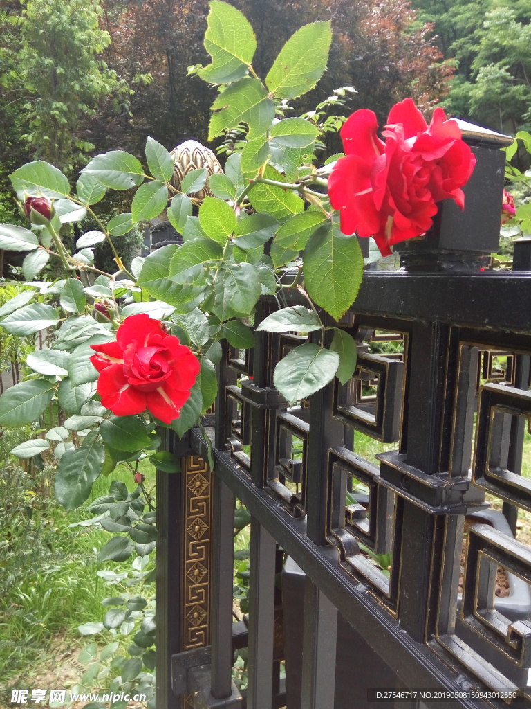 玫瑰