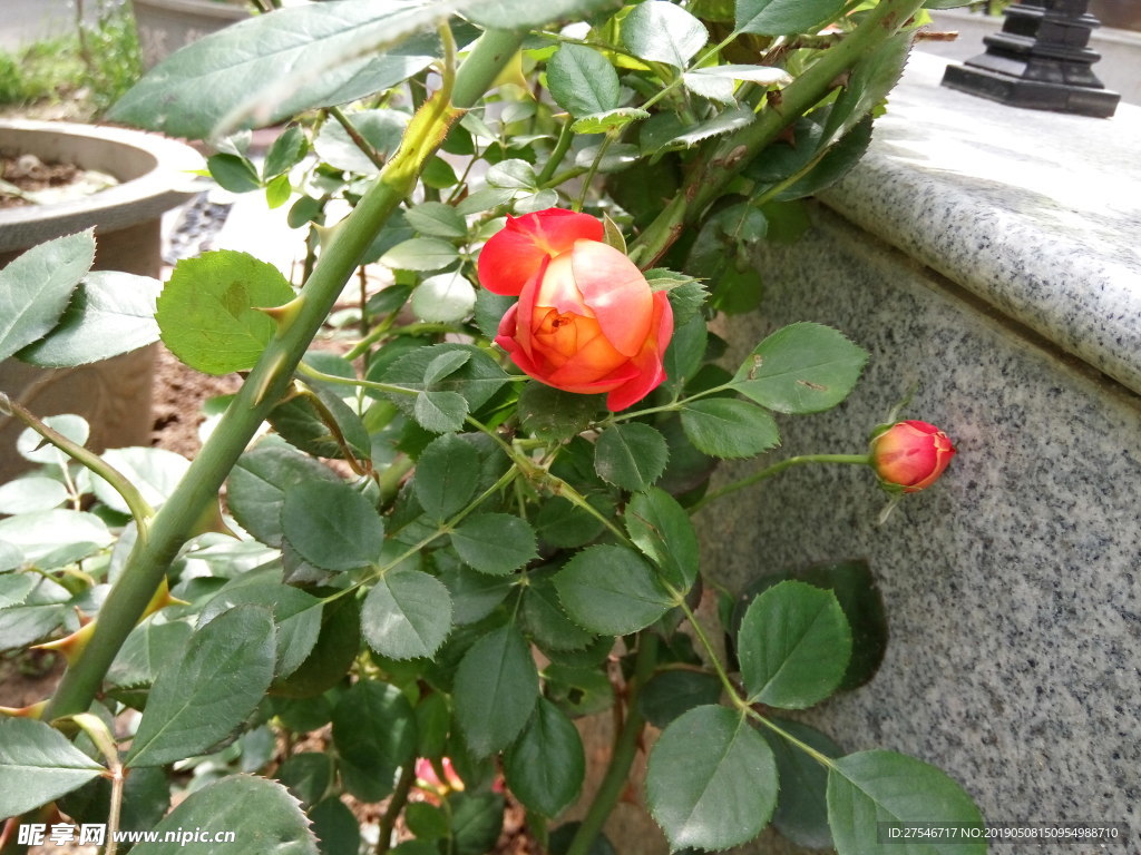 玫瑰
