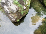 石头