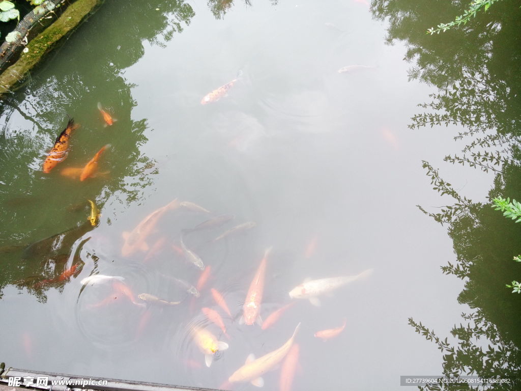 金鱼