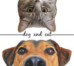 猫与狗