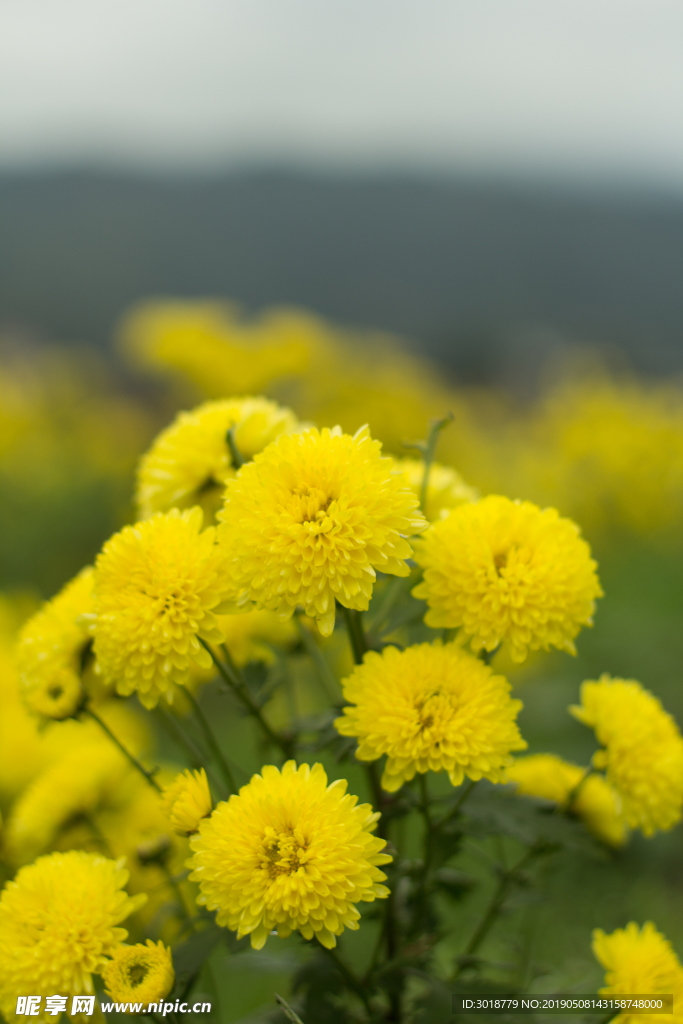 菊花