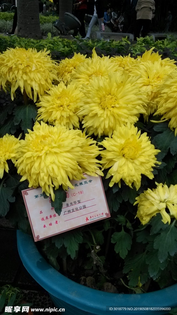 菊花