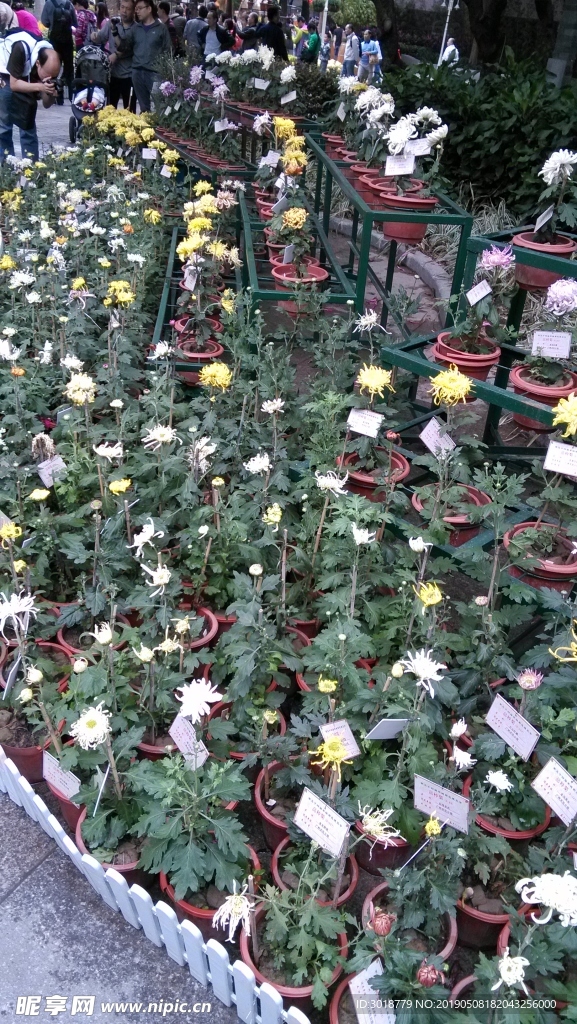 菊花