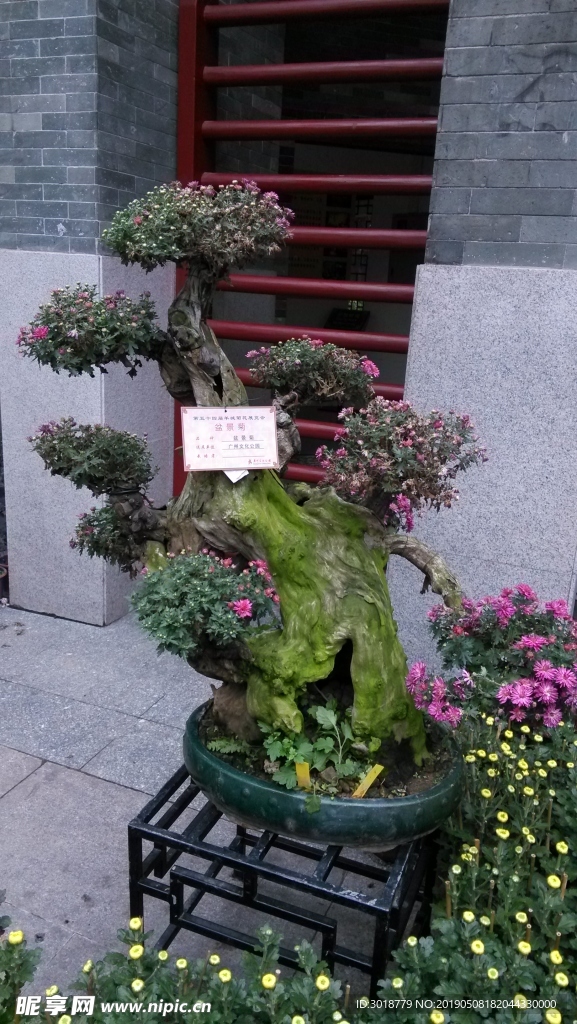 菊花