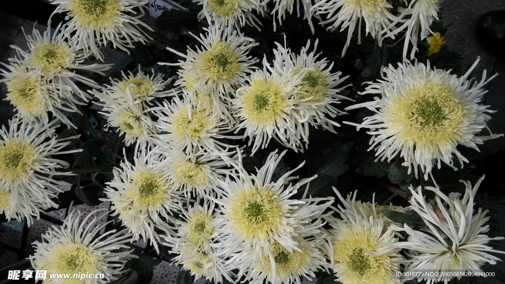 菊花