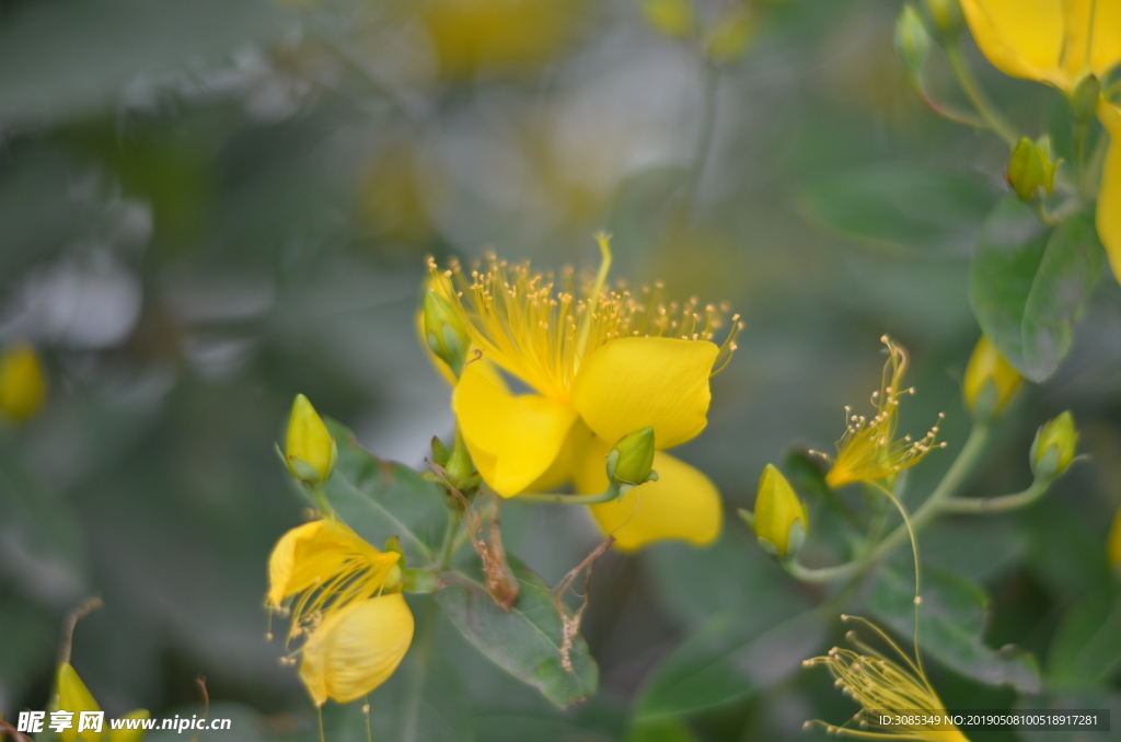 小黄花