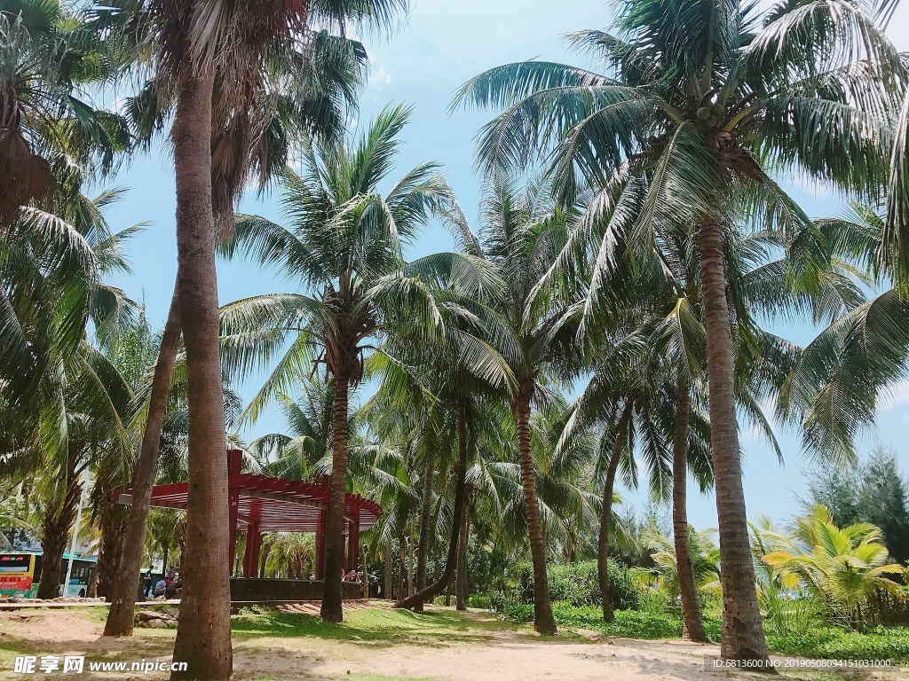 三亚椰林 风景