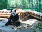 熊猫 动物园