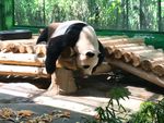 熊猫 动物园