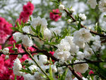碧桃花