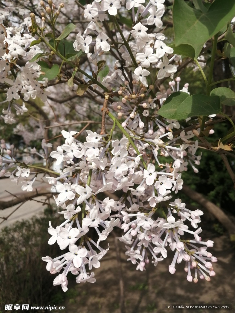 花 丁香花  丁香   花香