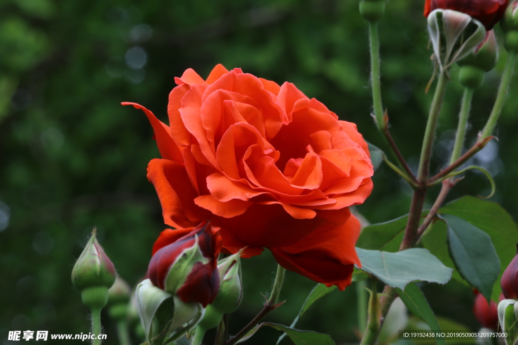 月季花