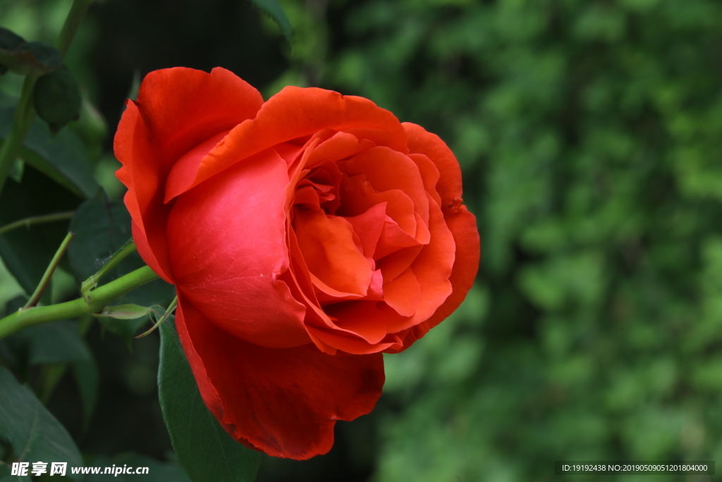 月季花