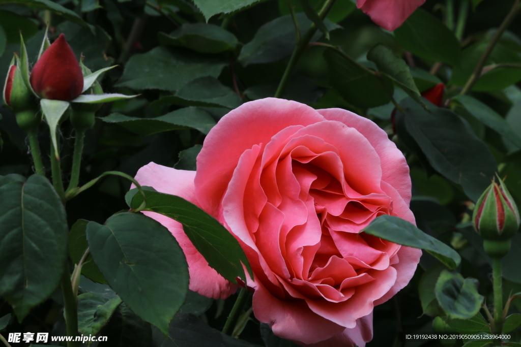 月季花