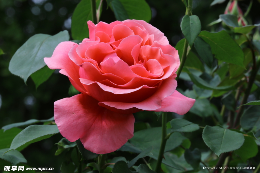 月季花