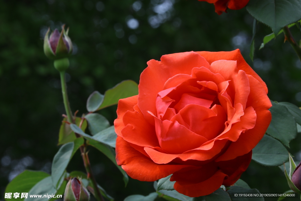 月季花
