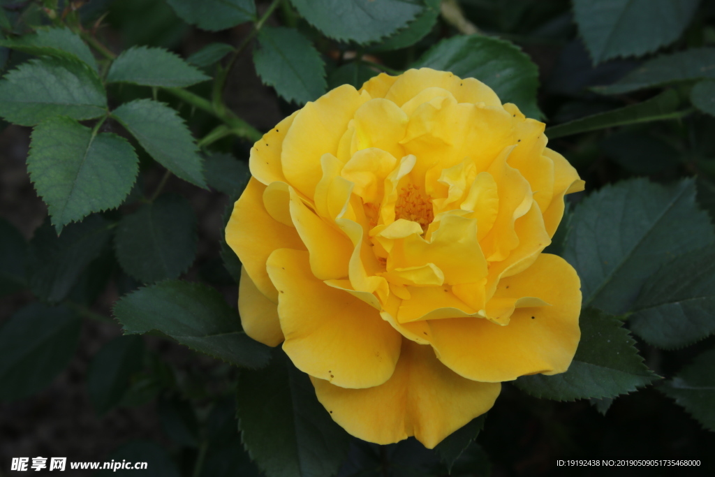 月季花